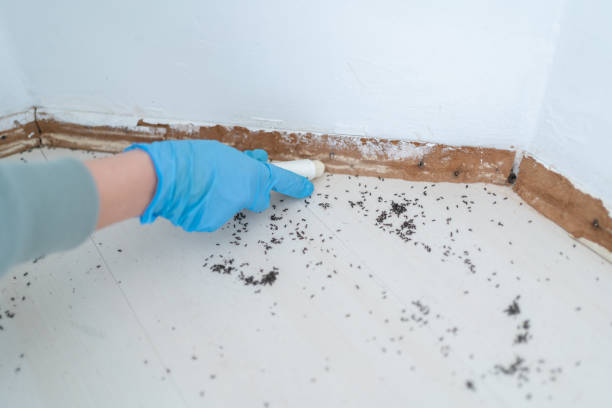 Best Commercial Pest Control Services  in Chatsworth, GA